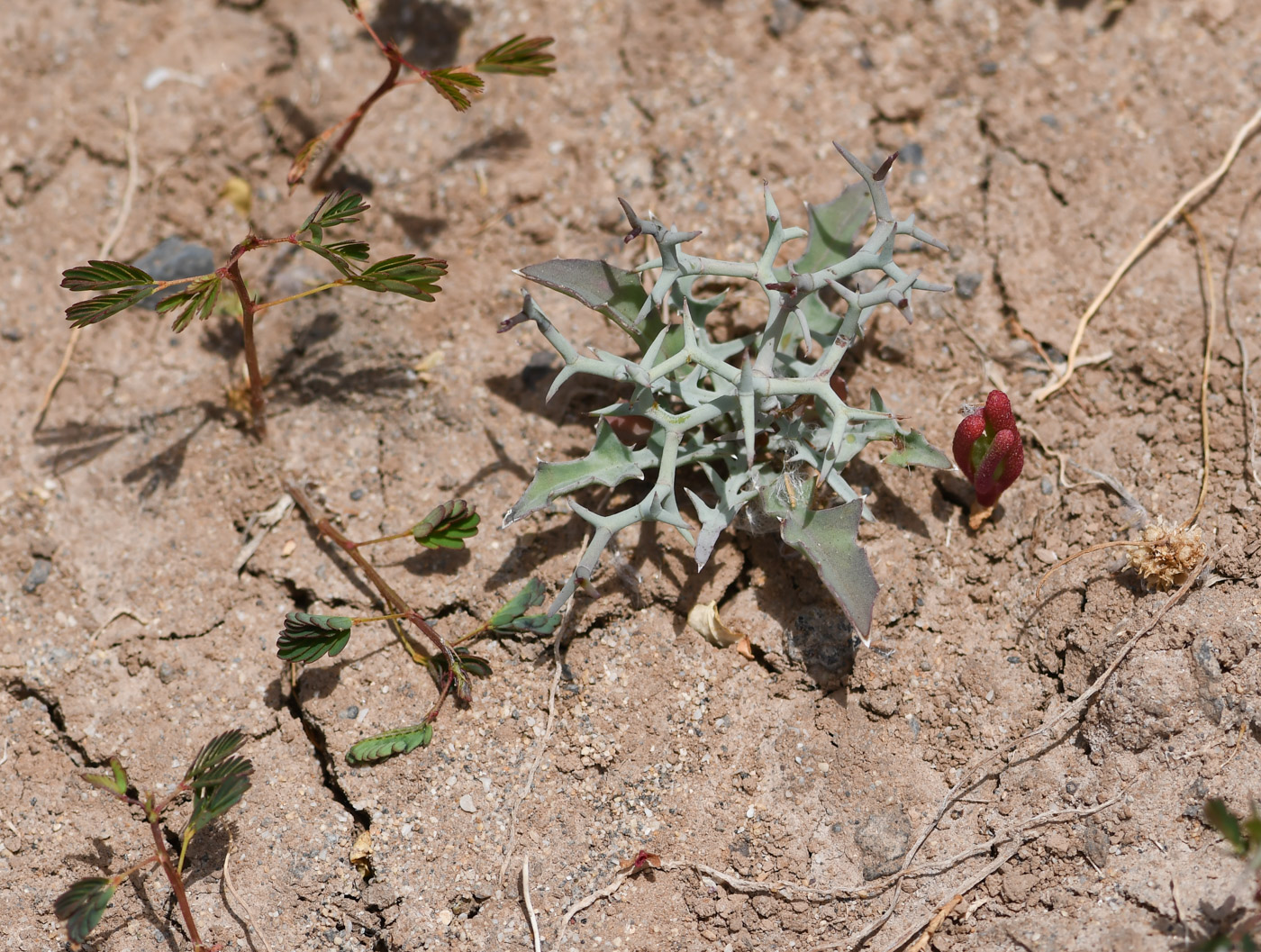 Изображение особи Launaea arborescens.