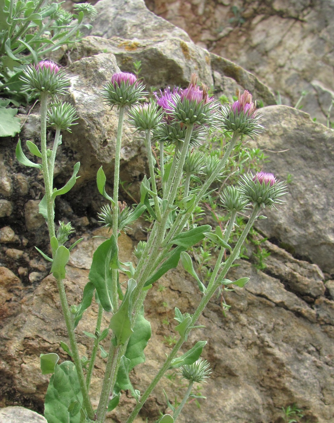 Image of Jurinea ruprechtii specimen.