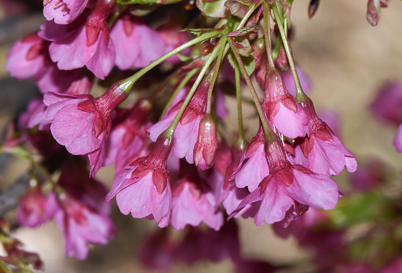 Изображение особи Prunus campanulata.