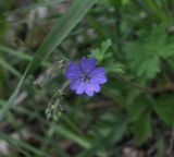 genus Geranium. Цветок. Турция, ил Артвин, окр. деревни Баглик, небольшой лесок недалеко от ручья. 24.04.2019.