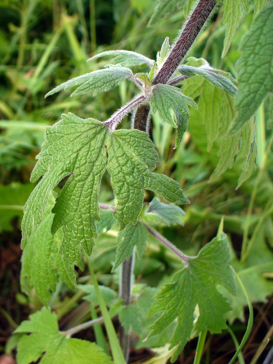 Image of Leonurus quinquelobatus specimen.