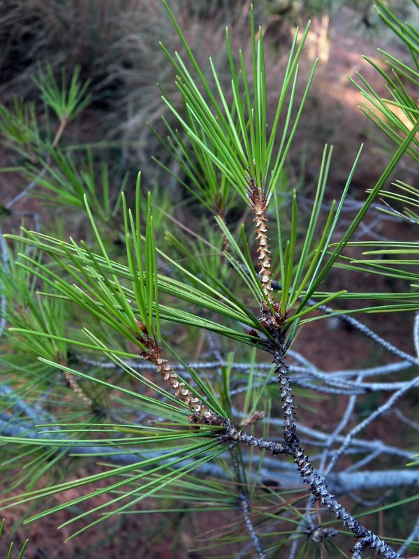 Image of Pinus halepensis specimen.