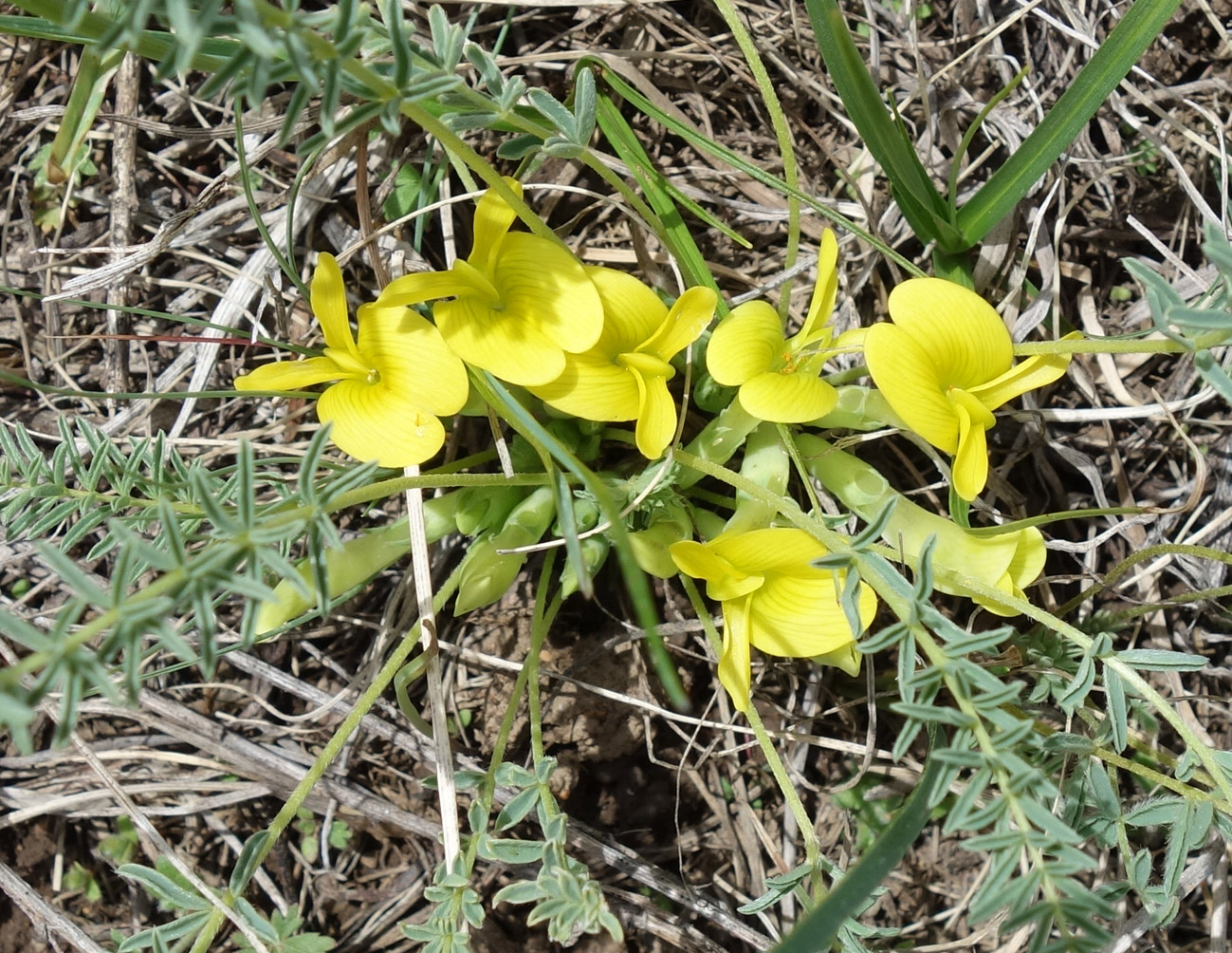 Image of Astragalus alatavicus specimen.