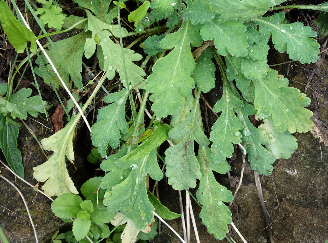 Image of Papaver amurense specimen.