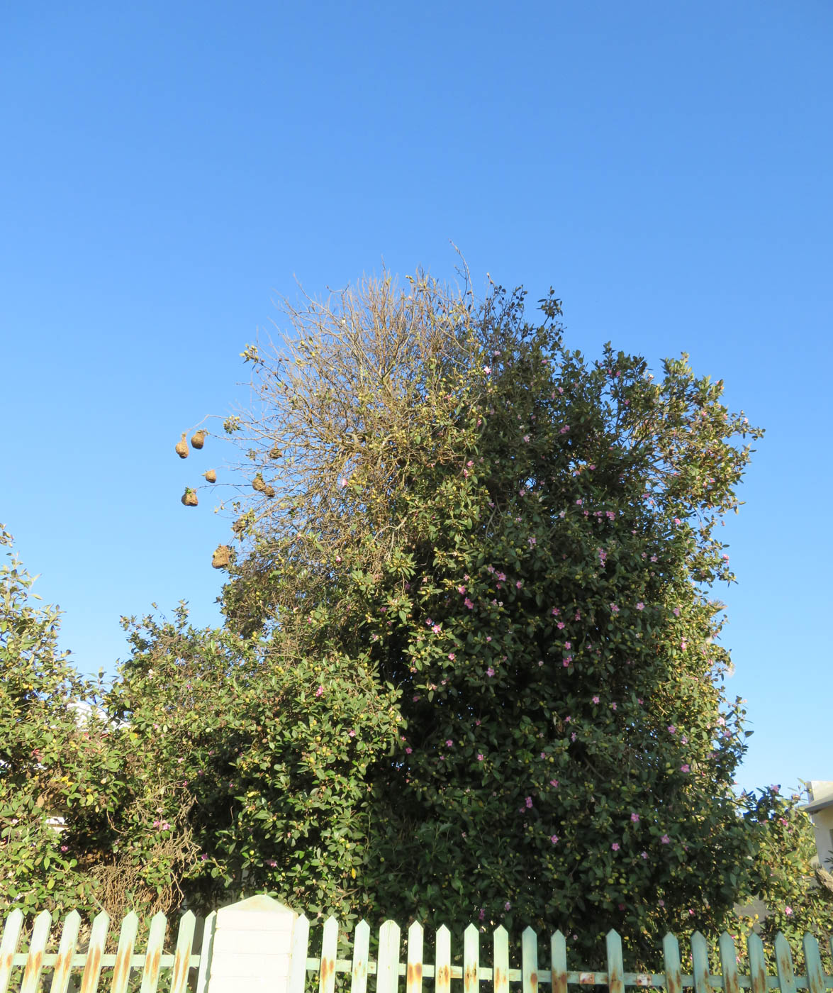 Image of Lagunaria patersonia specimen.