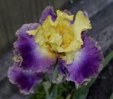 Iris × hybrida