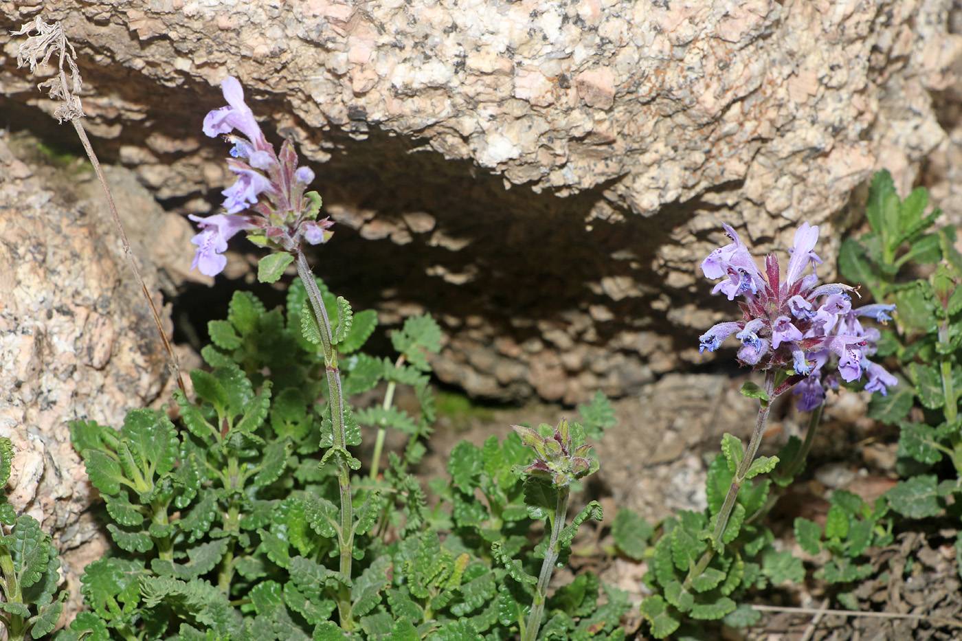 Image of Dracocephalum oblongifolium specimen.