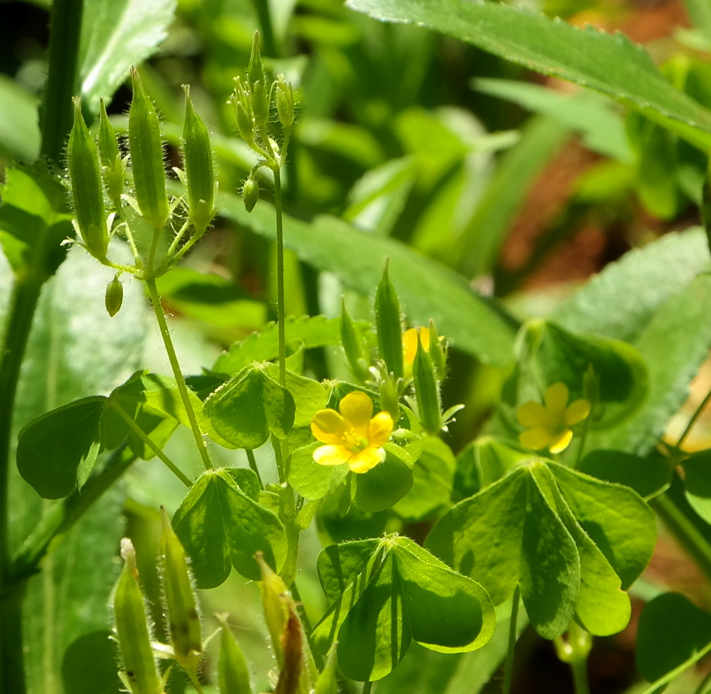 Изображение особи Oxalis stricta.