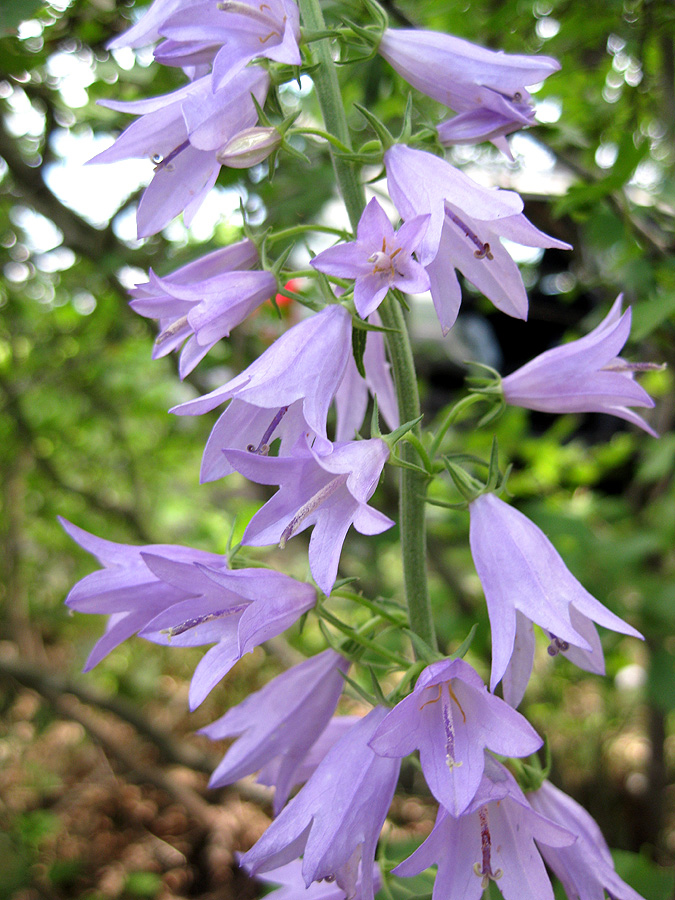 Image of Campanula bononiensis specimen.