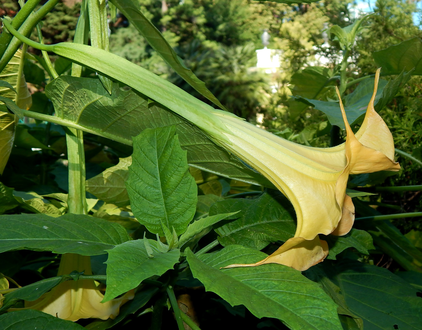 Изображение особи Brugmansia aurea.