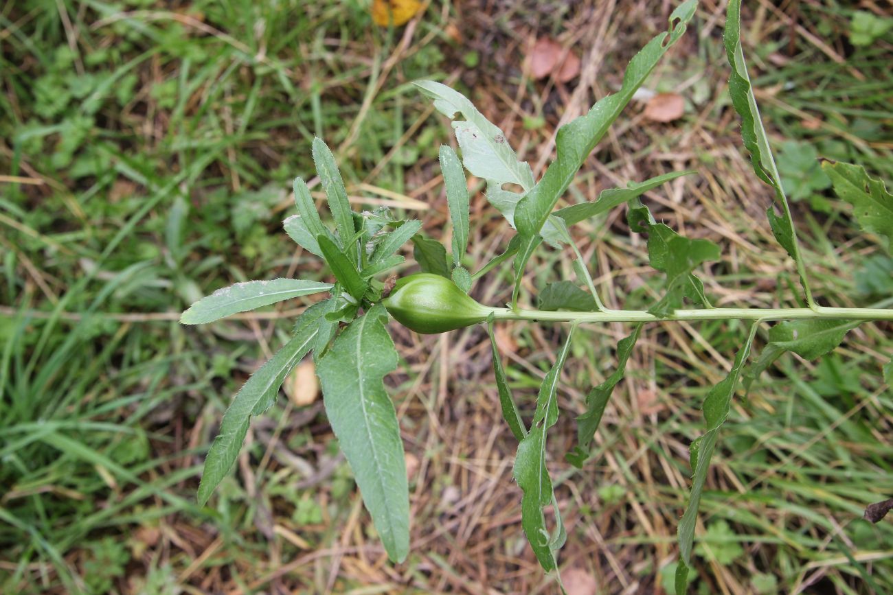 Image of Cirsium setosum specimen.