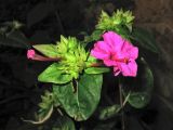 Mirabilis jalapa