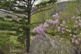 Rhododendron mucronulatum. Верхушка цветущего растения. Приморский край, Лазовский р-н, падь Синегорная, скальный комплекс \"Белый город\", выс. около 500 м н.у.м., смешанный лес. 17.05.2020.