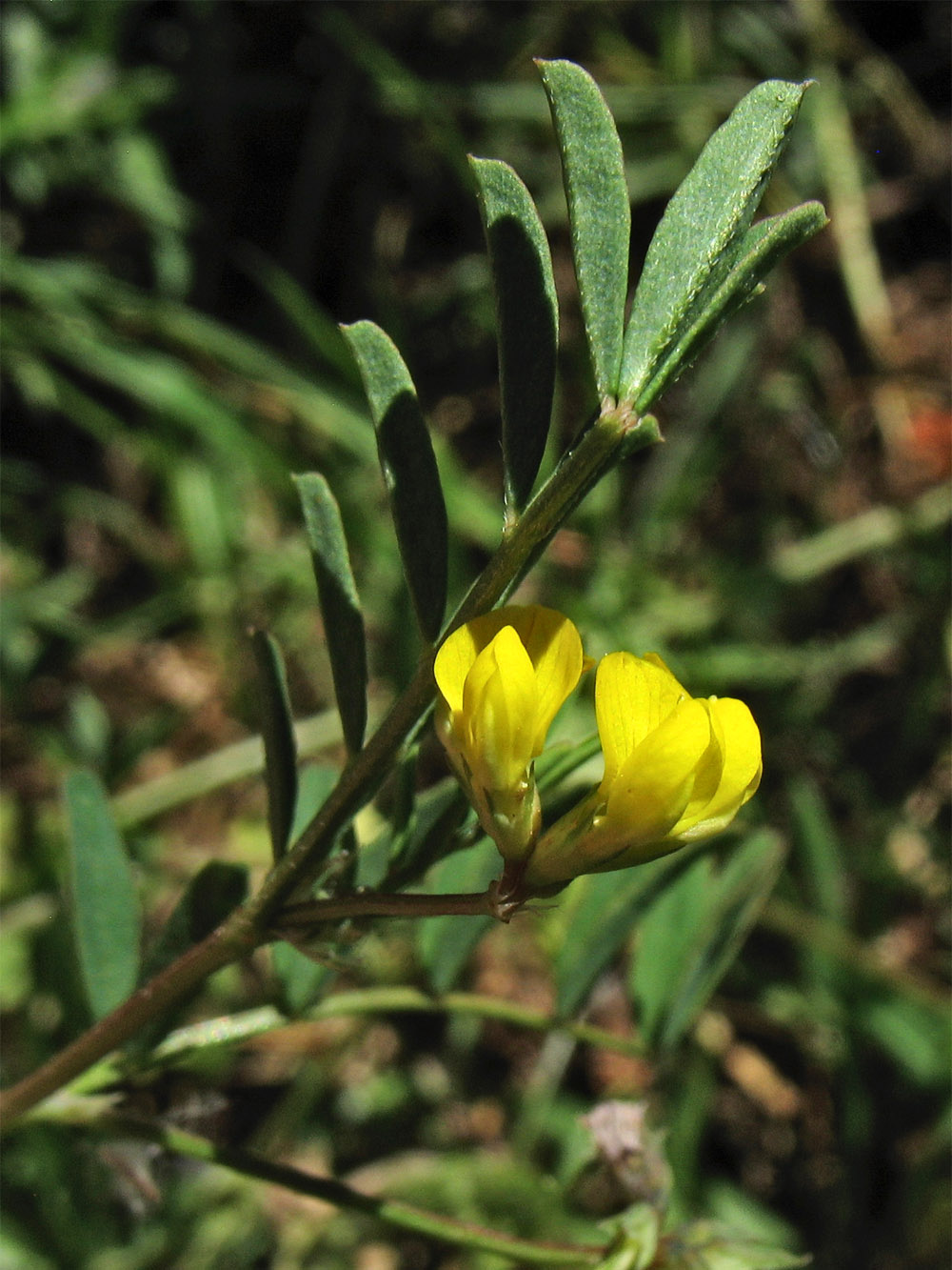 Image of Hippocrepis multisiliquosa specimen.