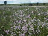Смотреть изображение Alcea pallida
