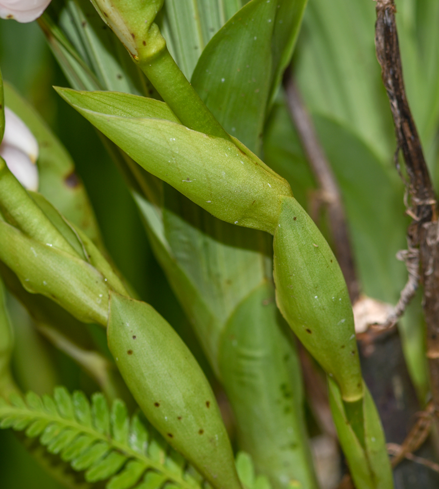 Изображение особи Anguloa virginalis.