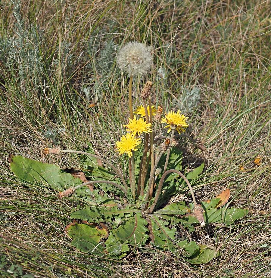 Изображение особи Taraxacum serotinum.