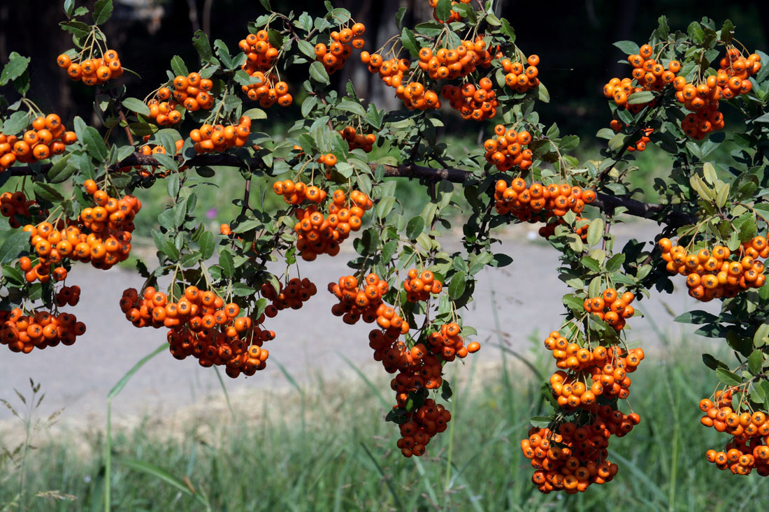 Image of Pyracantha coccinea specimen.