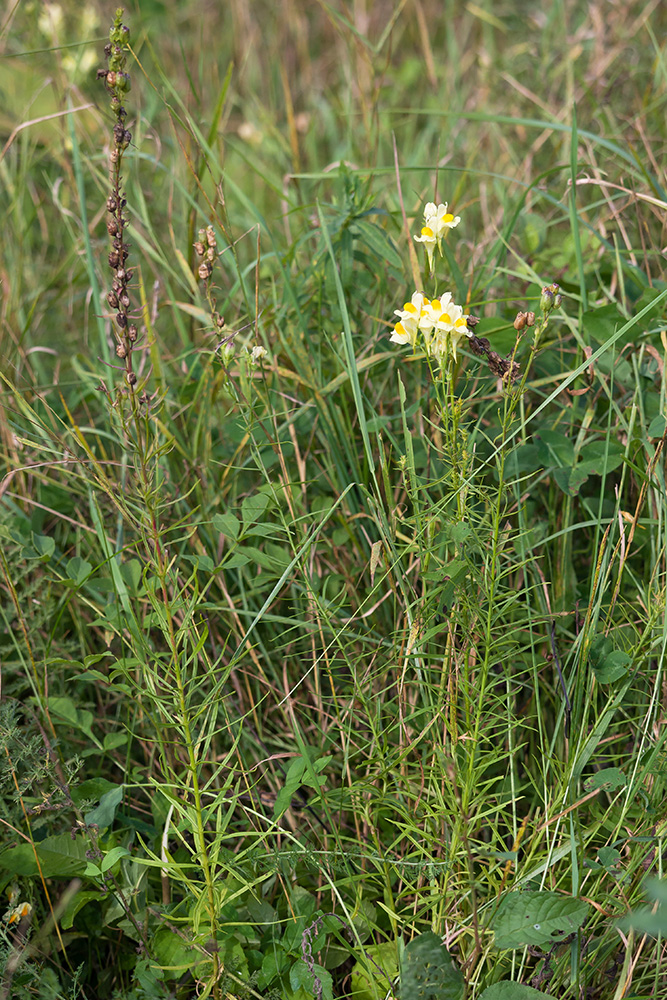 Изображение особи Linaria vulgaris.