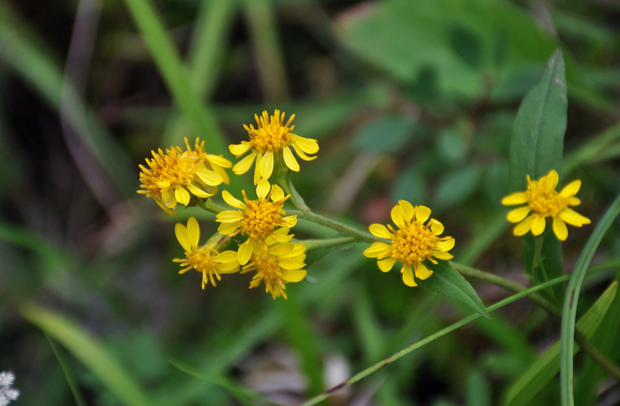 Image of Solidago virgaurea ssp. dahurica specimen.