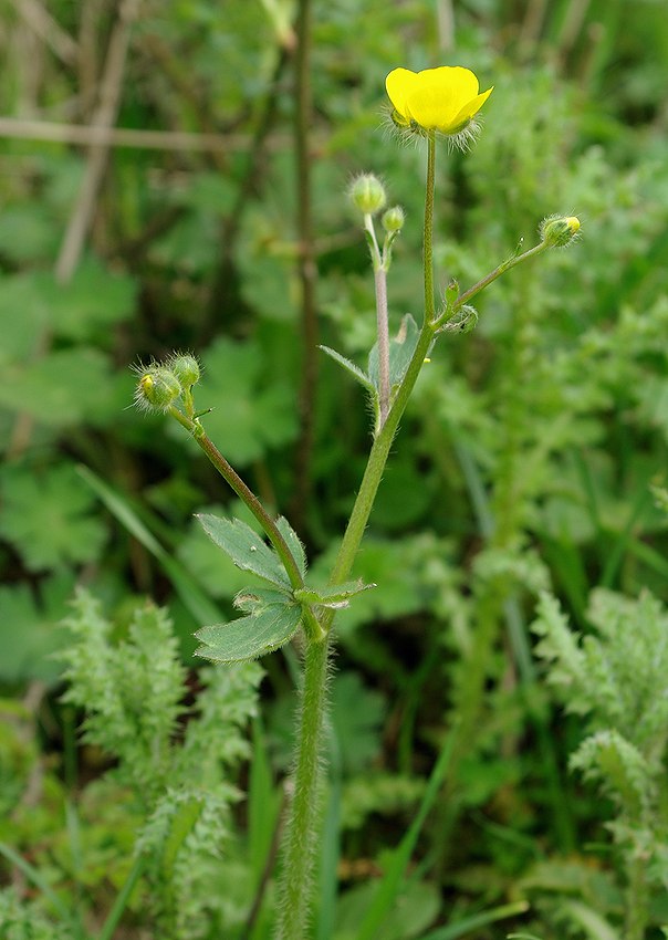 Image of genus Ranunculus specimen.