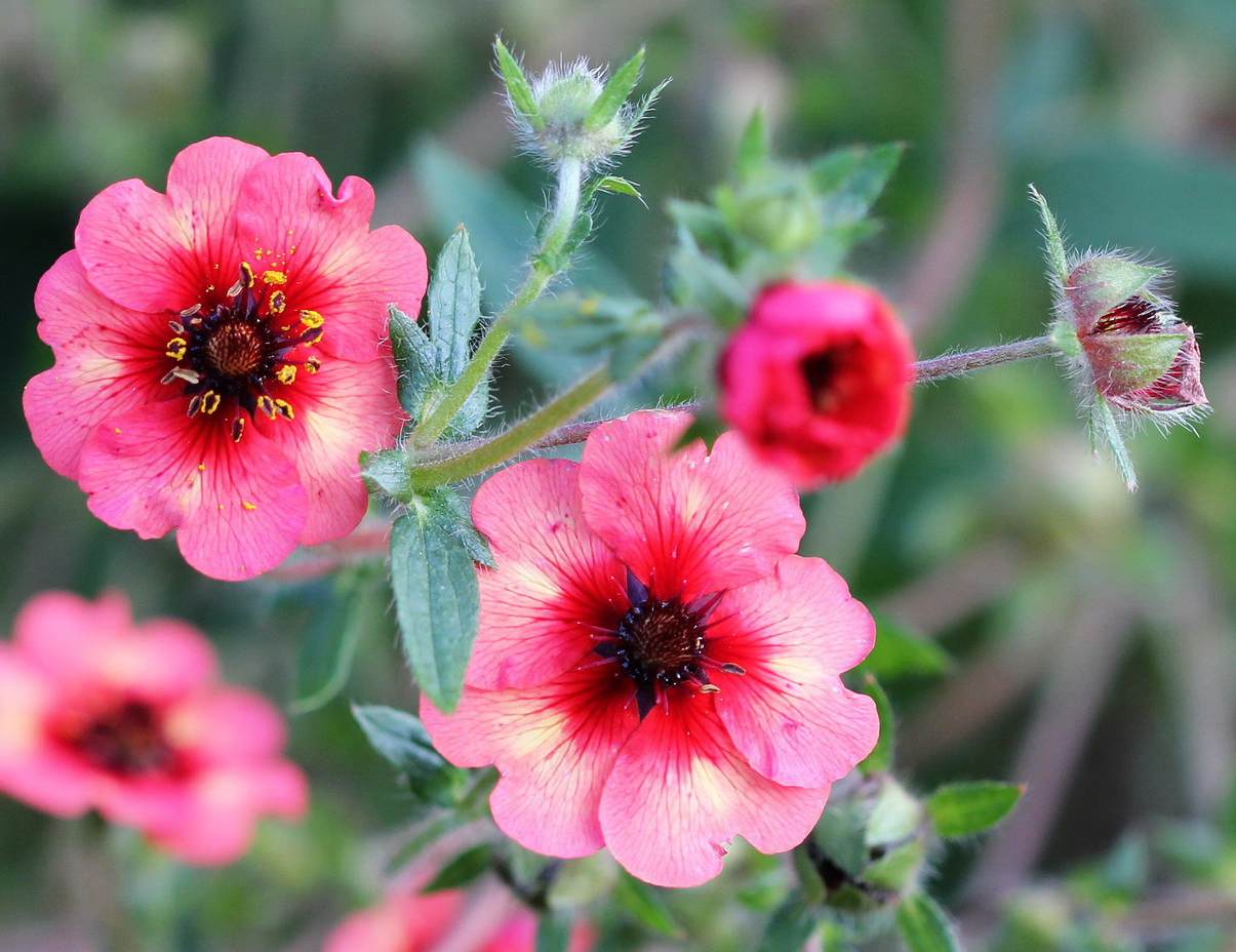 Image of Potentilla nepalensis specimen.