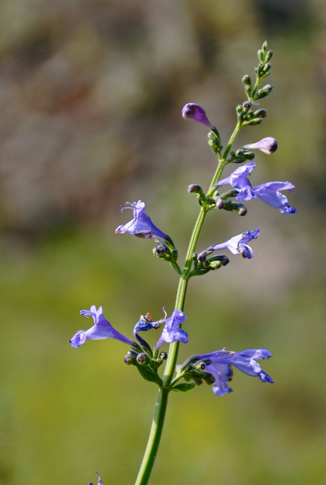 Image of Nepeta sibirica specimen.