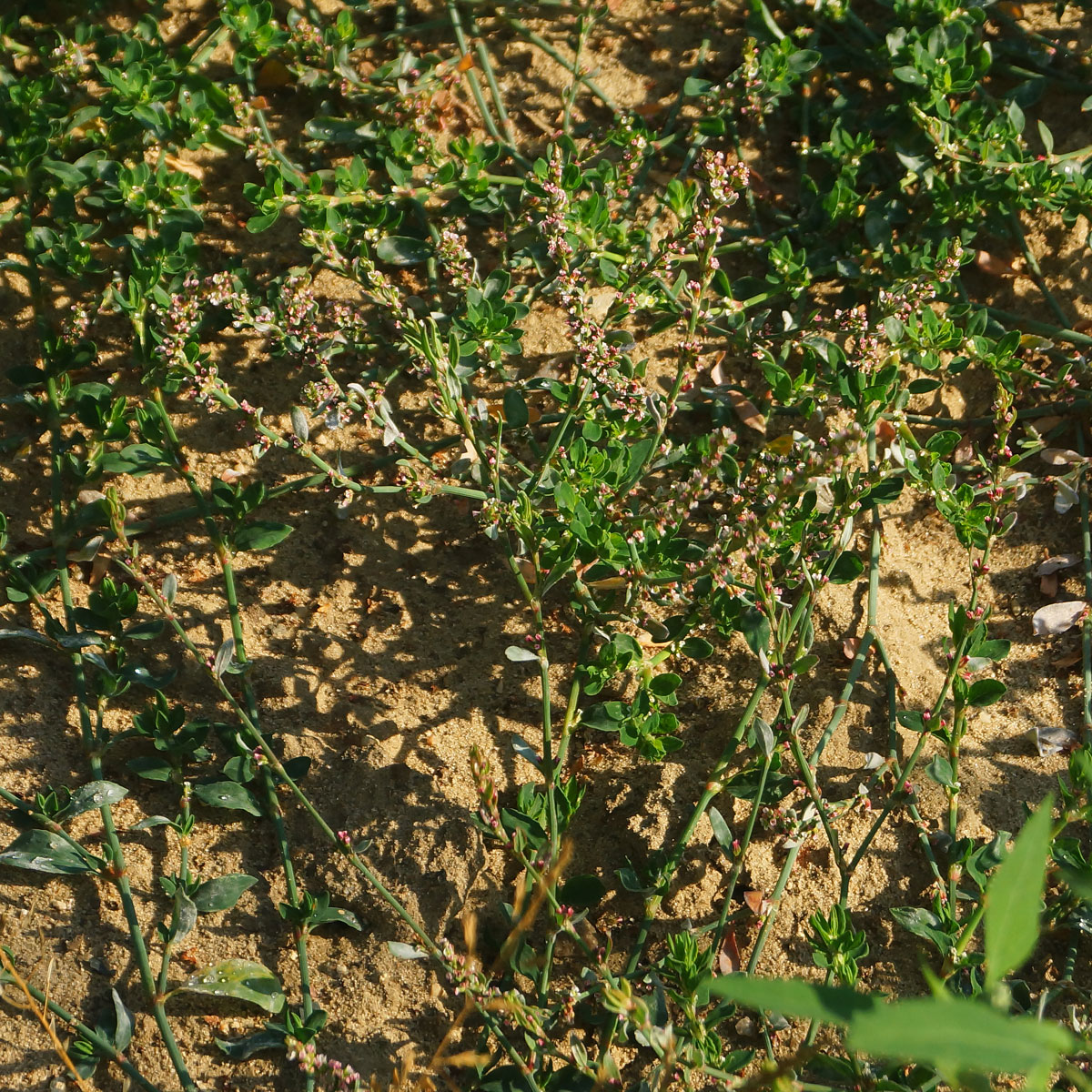 Image of Polygonum arenastrum specimen.