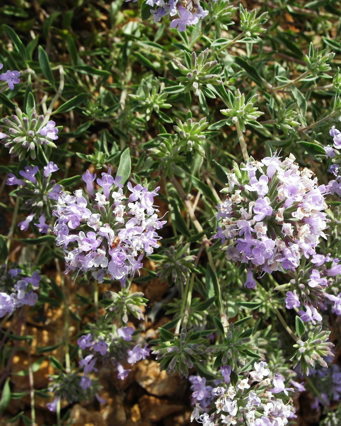 Image of Ziziphora clinopodioides specimen.