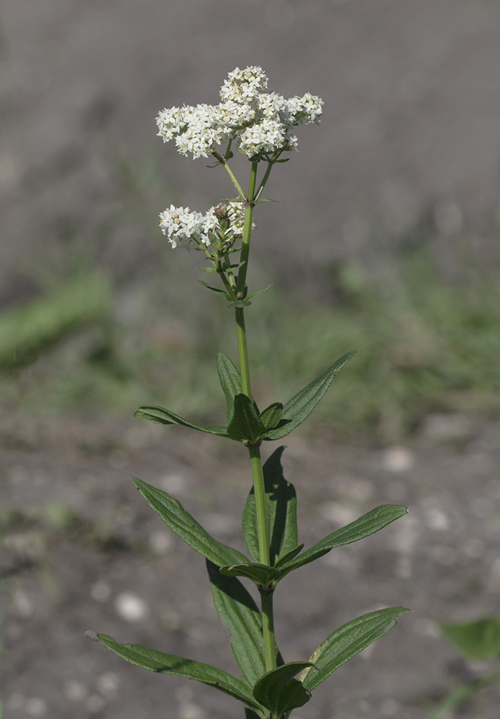 Изображение особи Galium rubioides.