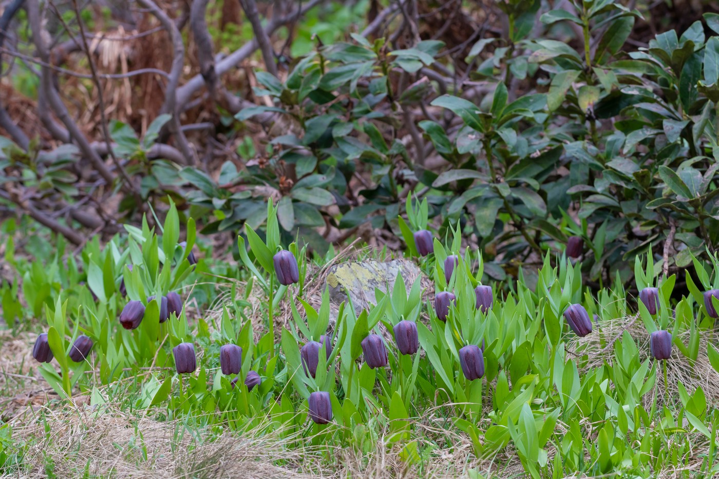 Image of Fritillaria latifolia specimen.