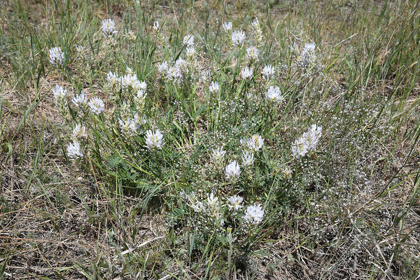 Изображение особи Astragalus onobrychis.