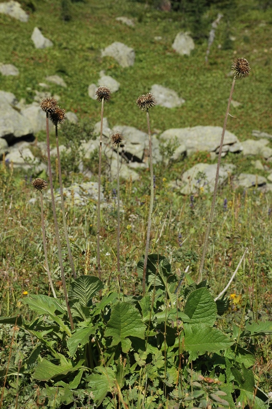 Изображение особи Saussurea frolowii.