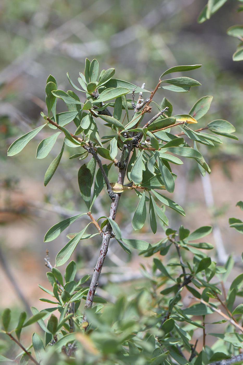 Image of Spiraea hypericifolia specimen.