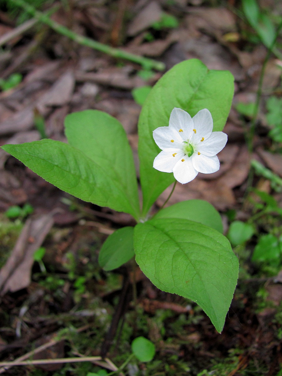 Изображение особи Trientalis europaea.