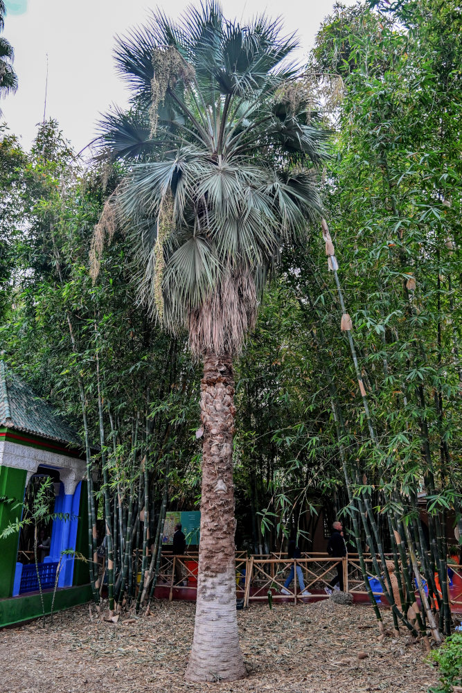 Image of Washingtonia robusta specimen.