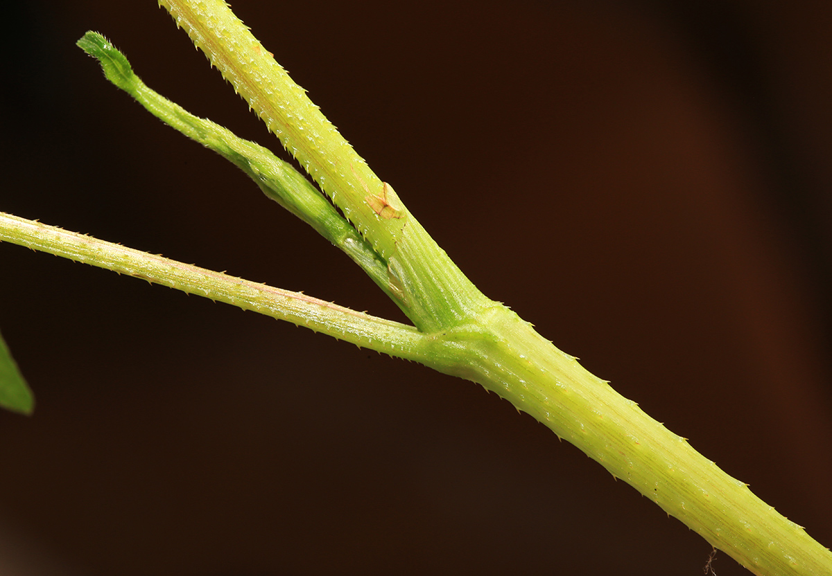 Image of Truellum arifolium specimen.