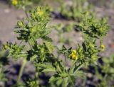 Potentilla norvegica