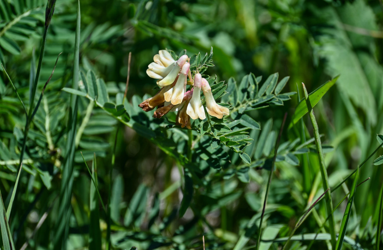 Image of Vicia abbreviata specimen.