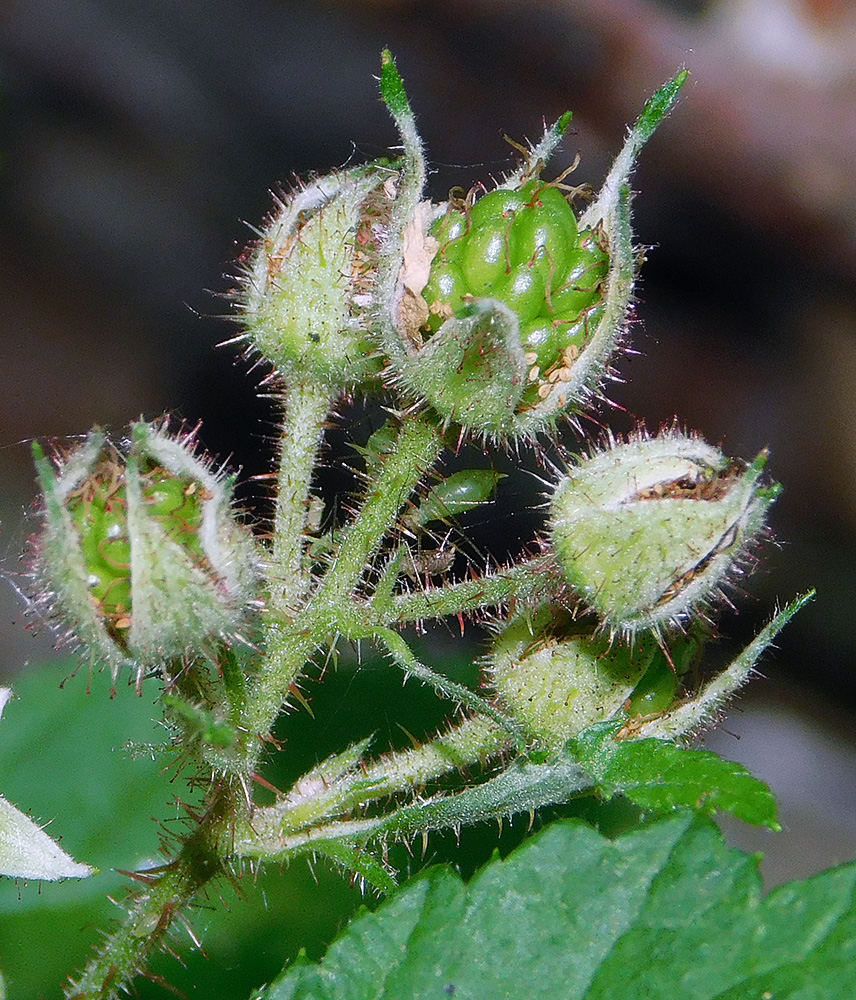 Изображение особи Rubus caucasicus.