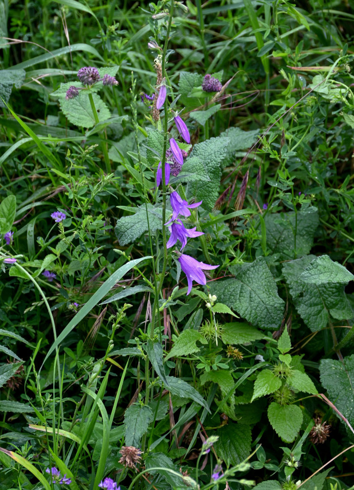 Изображение особи Campanula rapunculoides.