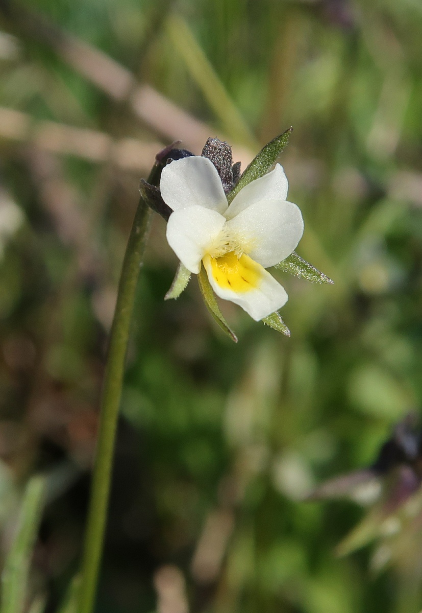 Image of Viola kitaibeliana specimen.