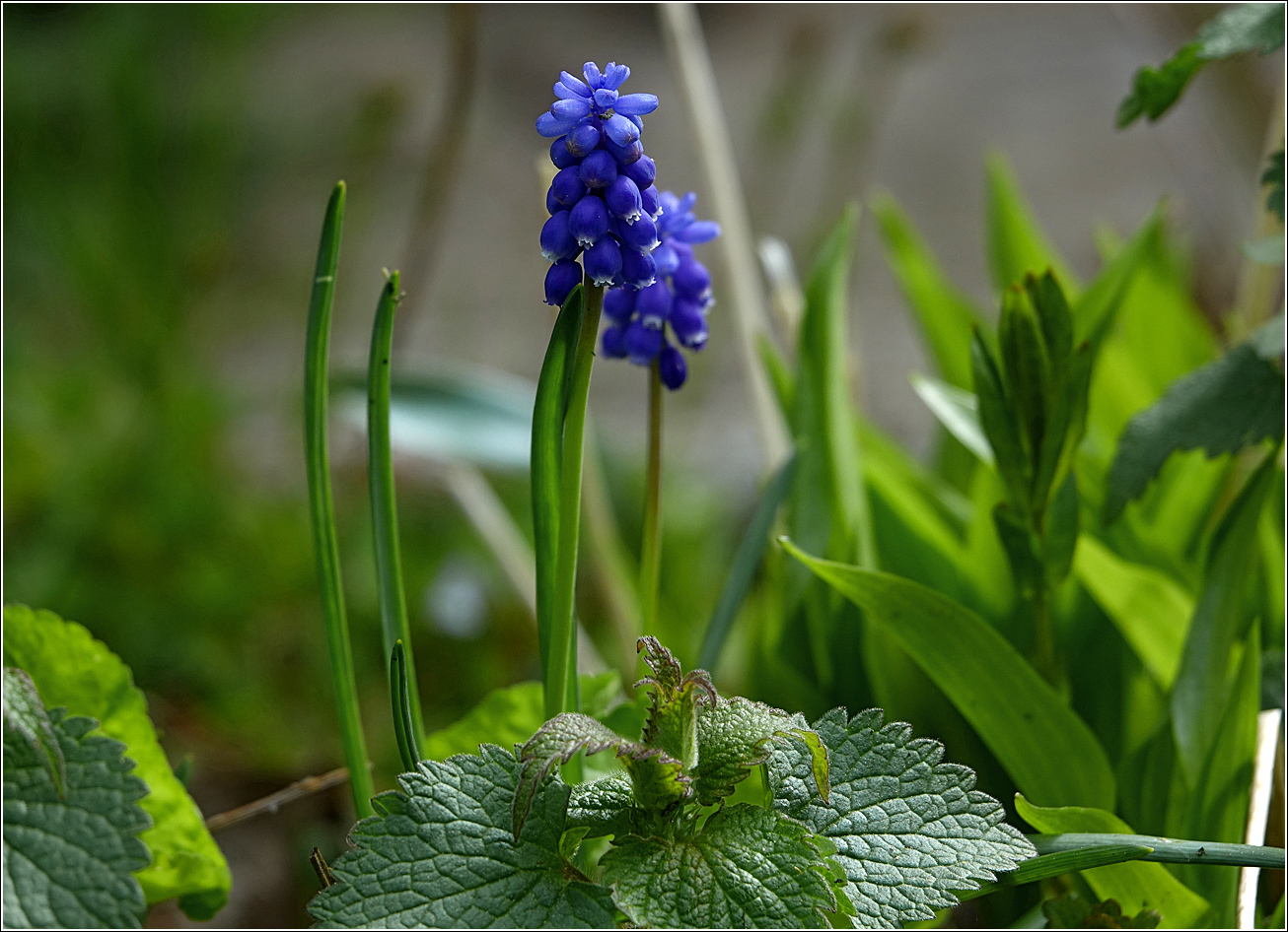 Изображение особи род Muscari.