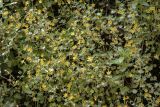 Смотреть изображение Saxifraga cymbalaria