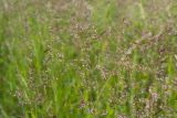 genus Agrostis