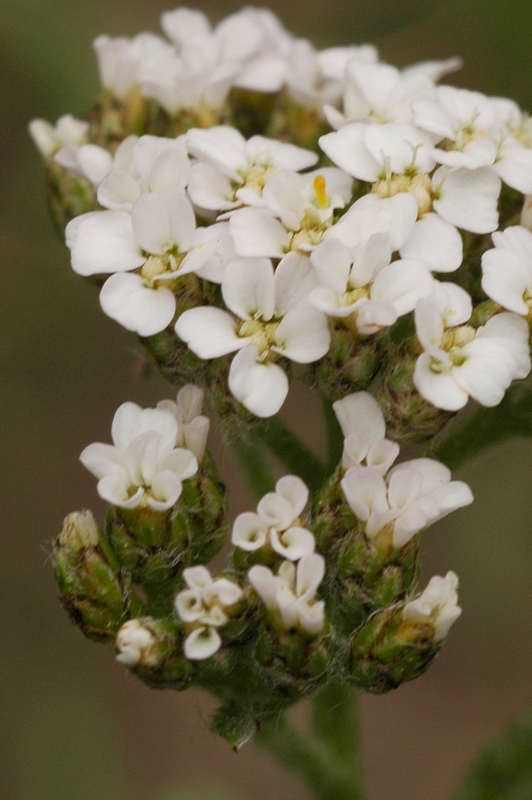 Image of Achillea kuprijanovii specimen.