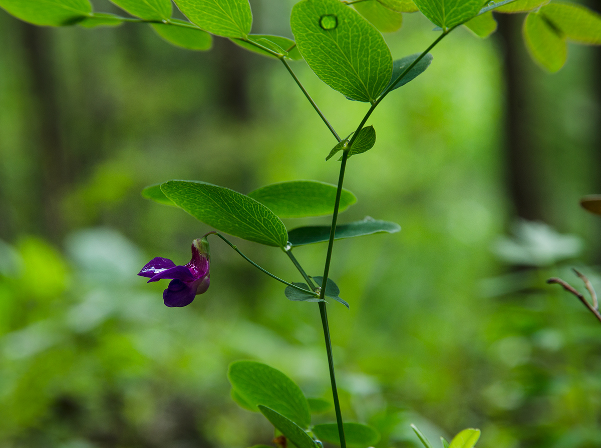 Image of Lathyrus humilis specimen.