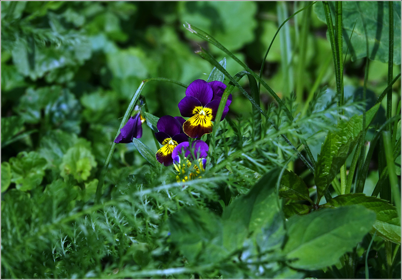 Image of Viola wittrockiana specimen.