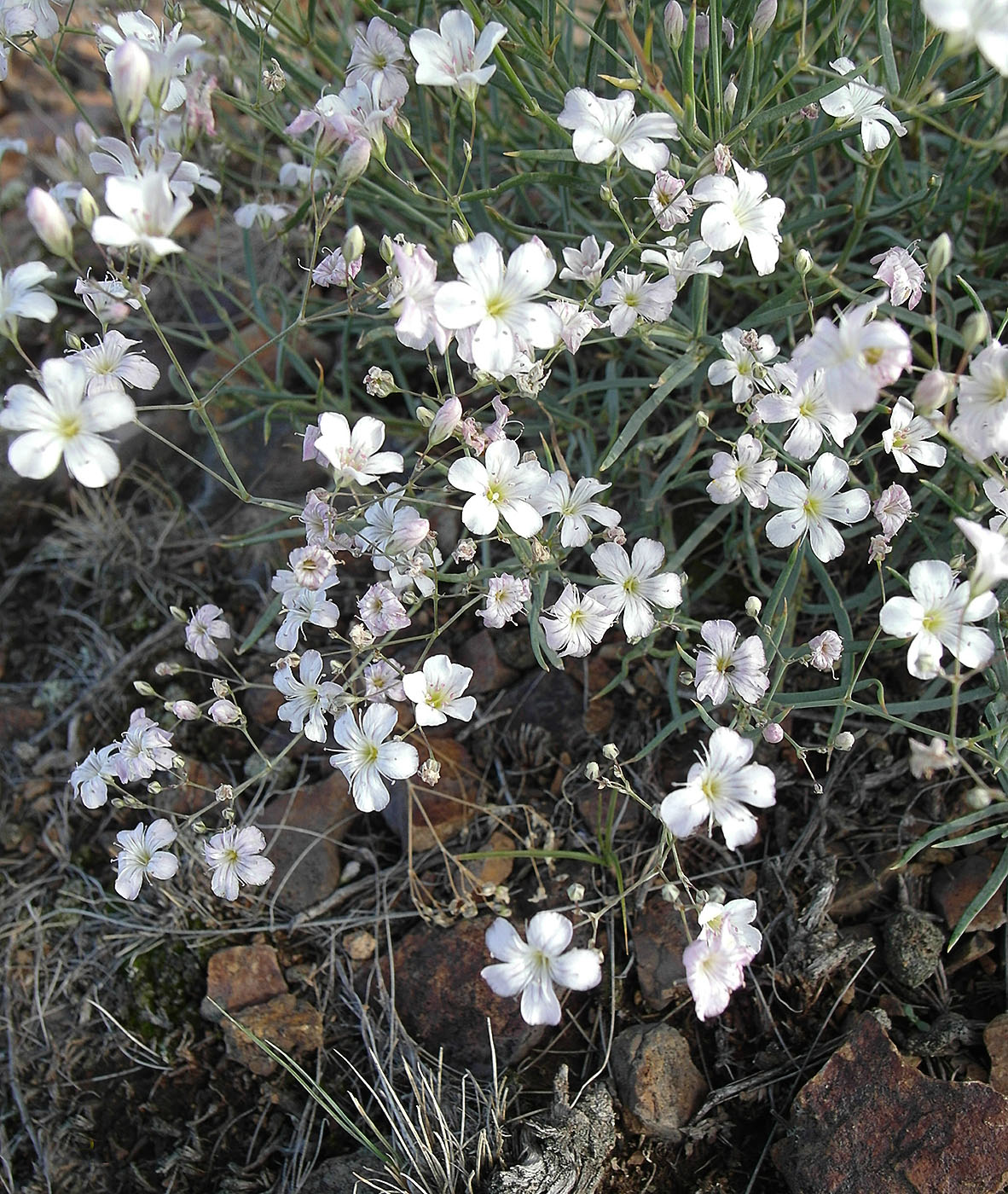 Image of Gypsophila patrinii specimen.