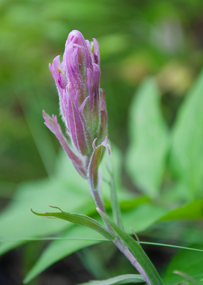 Image of Castilleja rubra specimen.